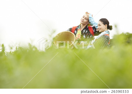 Japanese women picking tea and foreign women Japanese women picking tea and foreign women 26390333