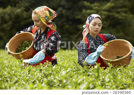 日本女性採茶和外國女性 日本女性採茶和外國女性 26390360