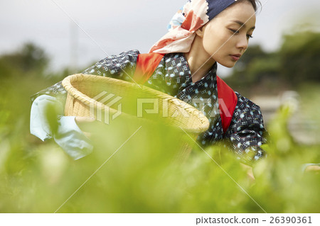 採摘茶的日本婦女 採摘茶的日本婦女 26390361