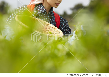 採摘茶的日本婦女 採摘茶的日本婦女 26390362