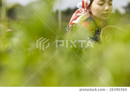 採摘茶的日本婦女 採摘茶的日本婦女 26390368