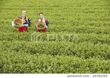 Japanese women picking tea and foreign women 26390369