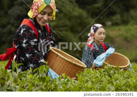 日本女性採茶和外國女性 日本女性採茶和外國女性 26390391