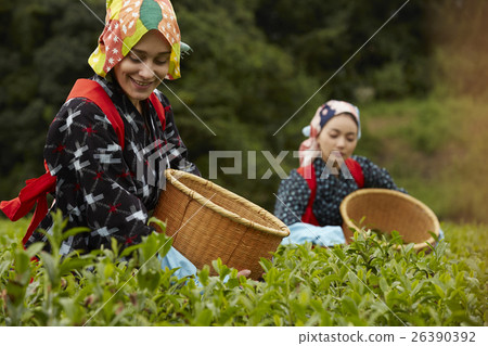 日本女性採茶和外國女性 日本女性採茶和外國女性 26390392