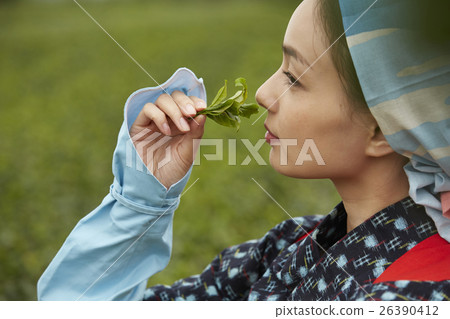 茶女孩畫像 茶女孩畫像 26390412
