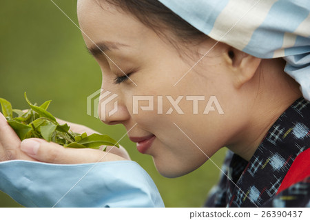 茶女孩畫像 茶女孩畫像 26390437