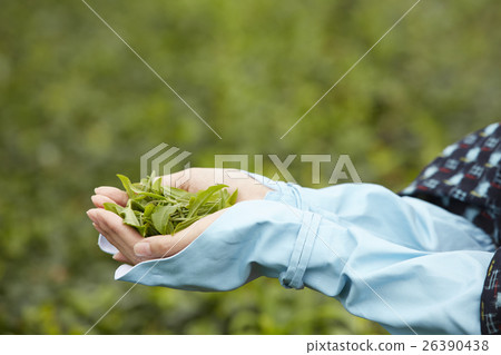 茶女孩茶葉 茶女孩茶葉 26390438