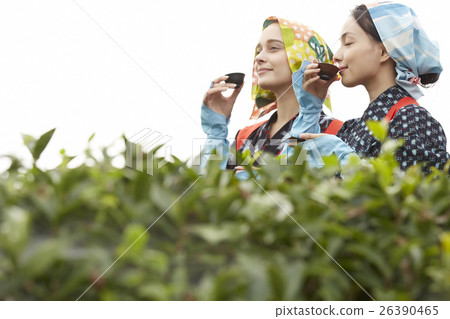 Japanese and foreign tea girls portrait 26390465