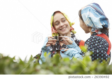 Japanese and foreign tea girls portrait Japanese and foreign tea girls portrait 26390492