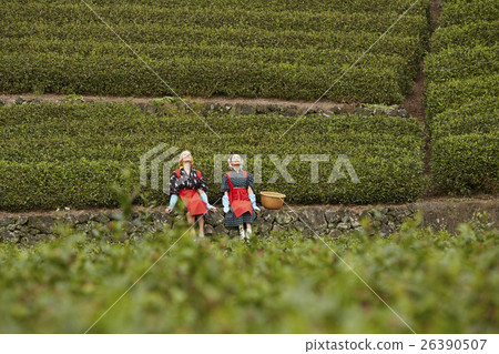 Japanese and foreign tea girls portrait 26390507