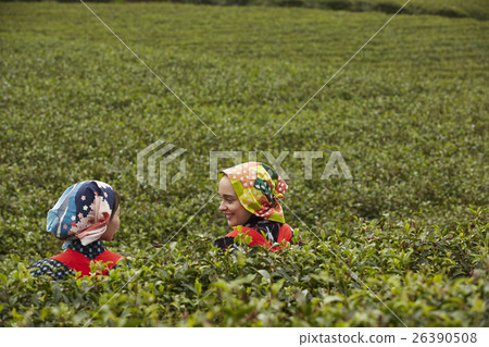 Japanese and foreign tea girls portrait 26390508