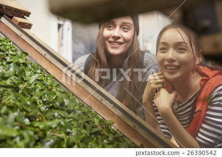 Foreign women and Japanese women who visit the tea factory 26390542