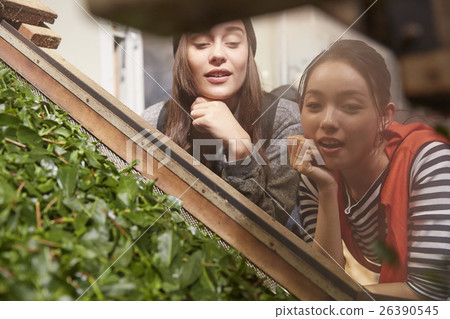 參觀茶廠的外國婦女和日本婦女 參觀茶廠的外國婦女和日本婦女 26390545