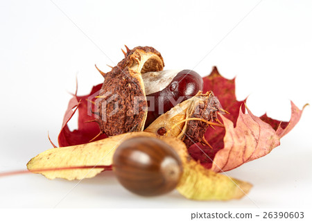 Isolated chestnut and acorn on a maple leaf Isolated chestnut and acorn on a maple leaf 26390603