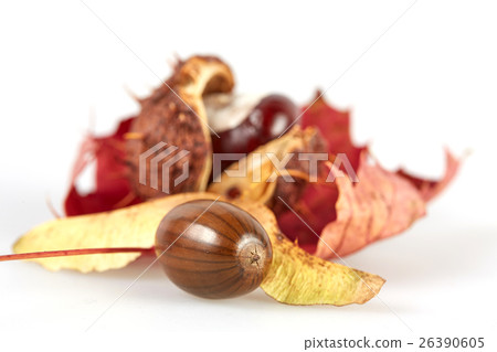 Isolated chestnut and acorn on a maple leaf Isolated chestnut and acorn on a maple leaf 26390605