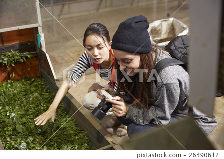 參觀茶廠的外國婦女和日本婦女 26390612