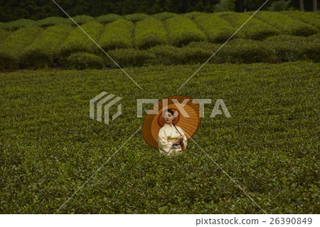 Japanese tea field and kimono female portrait Japanese tea field and kimono female portrait 26390849