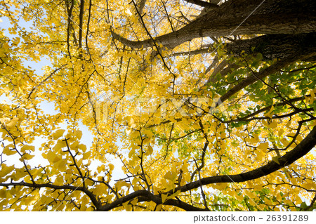 秋天的形象 秋天的形象 26391289