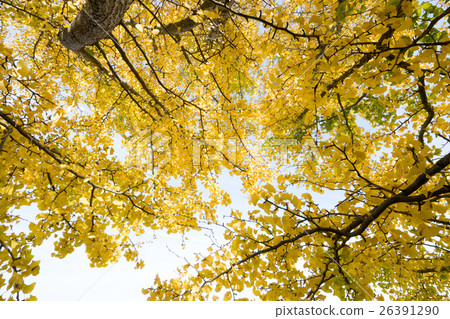 秋天的形象 秋天的形象 26391290