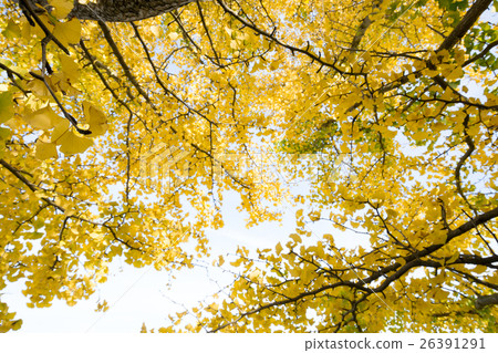 秋天的形象 秋天的形象 26391291