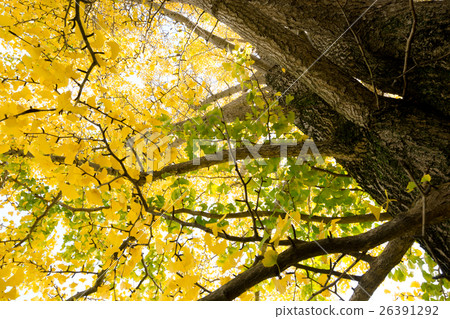 秋天的形象 秋天的形象 26391292