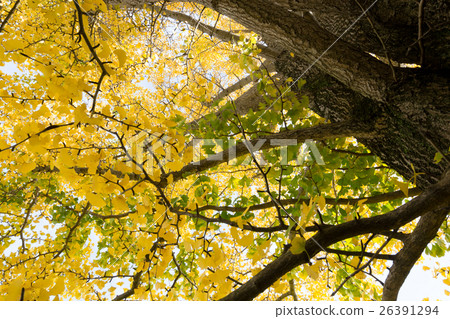 秋天的形象 秋天的形象 26391294