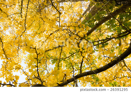 秋天的形象 秋天的形象 26391295