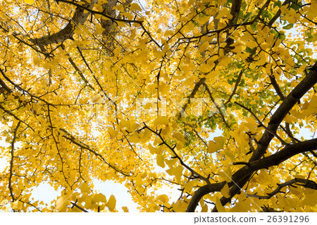 秋天的形象 秋天的形象 26391296