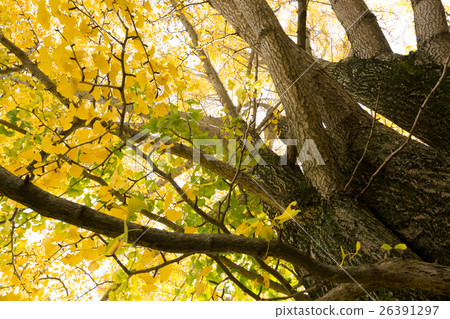 秋天的形象 秋天的形象 26391297