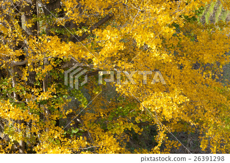 秋天的形象 秋天的形象 26391298