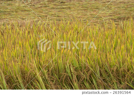 Golden rice in the field, ready to harvest. Golden rice in the field, ready to harvest. 26391564