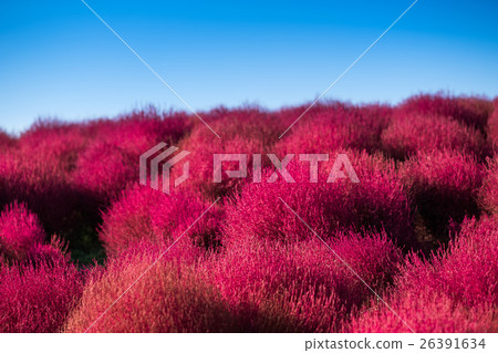 Kochia Scoparia field 26391634