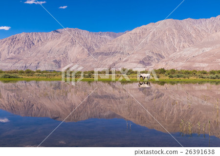 Nubra Valley landscape with Himalayan range view 26391638