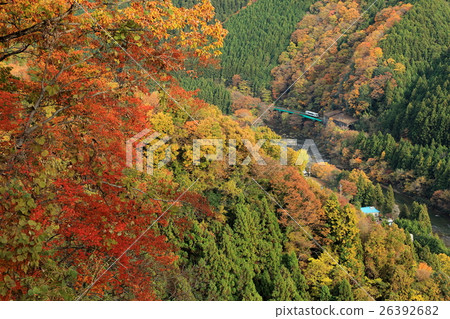 Aerial view of the Suigun Line "Colorful autumn leaves on the mountainside and a train" 26392682
