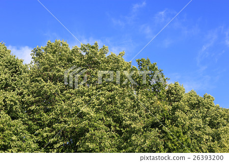 Green foliage against the blue sky 26393200