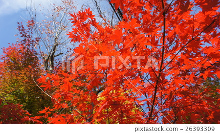 Mount Tsukuba of autumn leaves 26393309