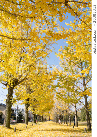 Gingko Namiki Kagamihara Learning Forest Winter Sonna Street 26393312