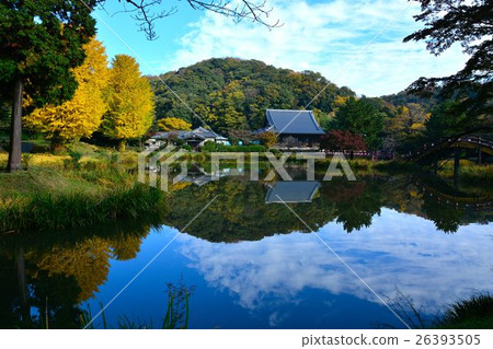 Yellow leaves of Kanzenji in late autumn 26393505