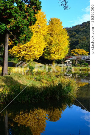 Yellow leaves of Kanzenji in late autumn 26393506