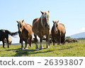 On the cold horse-shirasaki lighthouse 26393807
