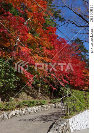 Autumn leaves of Eikenji Autumn leaves of Eikenji 26393953