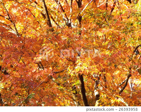 Autumn leaves 26393958