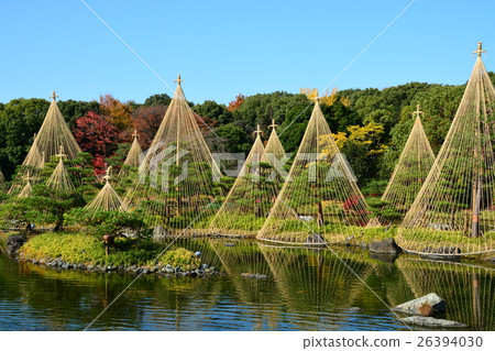 Autumn swan garden Autumn swan garden 26394030