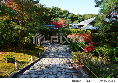 Autumn swan garden 26394085