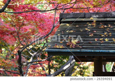 秋天天鵝庭院 秋天天鵝庭院 26394091
