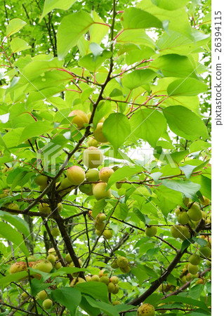 Bungo後面李子果子在鈴鹿 26394115