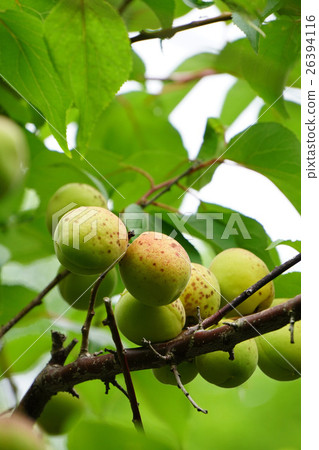 Fruit of bungo rear plum in Suzuka Fruit of bungo rear plum in Suzuka 26394116