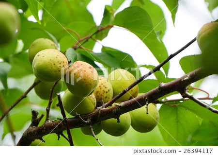 Fruit of bungo rear plum in Suzuka 26394117