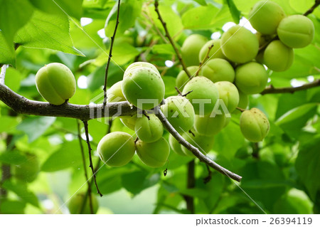 Fruit of bungo rear plum in Suzuka 26394119
