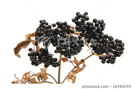 elderberries 26394249